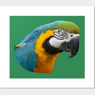 Blue and Gold Macaw Parrot Posters and Art
